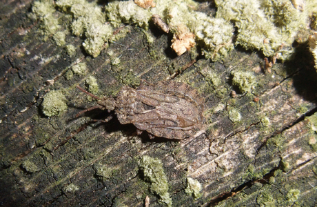 Große Rindenwanze (Aradus conspicuus) - © Thomas Frieß Große Rindenwanze (Aradus conspicuus) - © Thomas Frieß